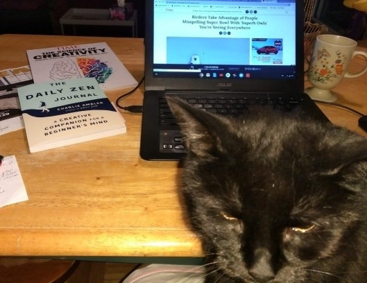 black cat at laptop 